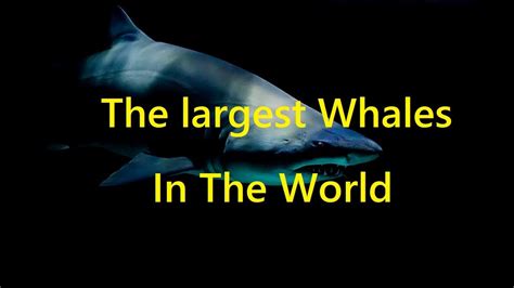 The Largest Whales In The World Youtube