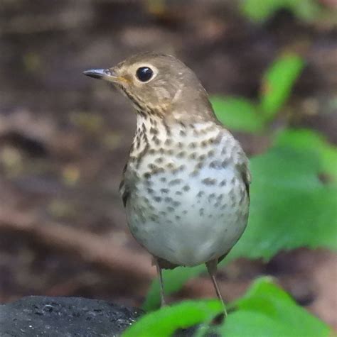 Manhattan Bird Alert on Twitter: "A Swainson's Thrush in the Central