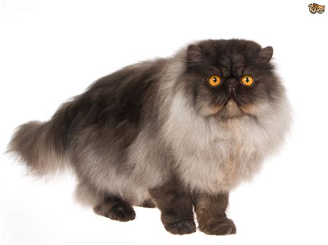 Recognized by the cat fancy since the late 19th century, it was developed first by the english. Persian Cat Breed | Facts, Highlights & Buying Advice ...