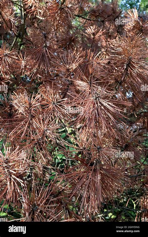 Long Needles Hi Res Stock Photography And Images Alamy