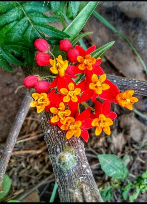 We did not find results for: What flowers are these? : flowers