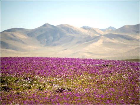 Atacama Desert Flowers