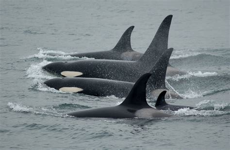 Las ballenas orcas, también conocidas como orcas asesinas, gobiernan el mar. The S.T.O.P Organization - Latest News
