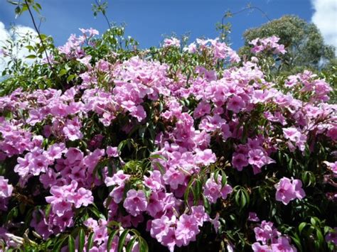 Pandorea Jasminoides ‘southern Belle Gardening With Angus