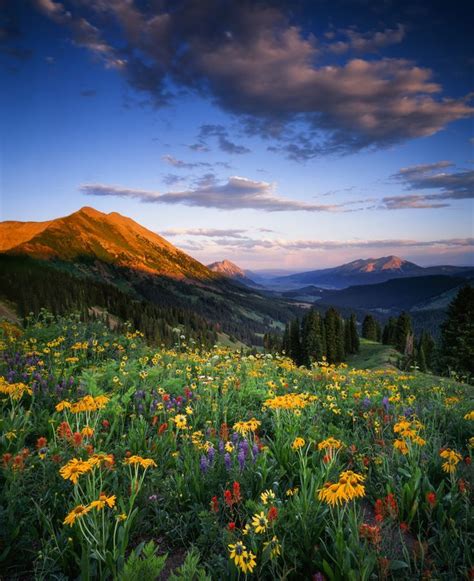 Washington Gulch Wildflowers In 2020 Colorado Wildflowers Beautiful