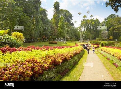 Sri Lanka Kandy Peradeniya Botanische Garten Stockfotografie Alamy