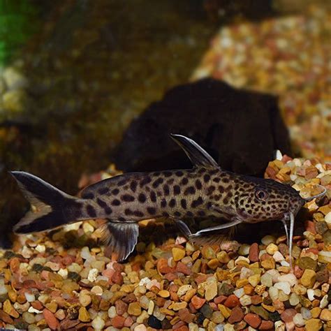 Dwarf Petricola Synodontis Catfish Tropical Fish For Freshwater