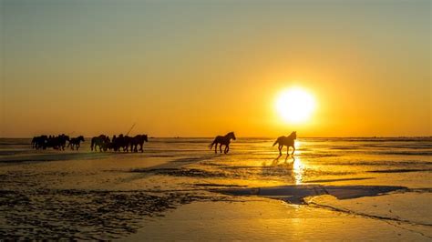 835885 Horses Sunrises And Sunsets Rare Gallery Hd Wallpapers