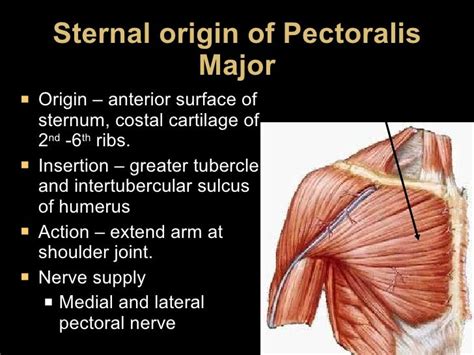 Pectoral Girdle And Shoulder