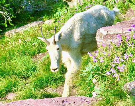 Mountain Goat Animal Horns Free Photo On Pixabay Pixabay