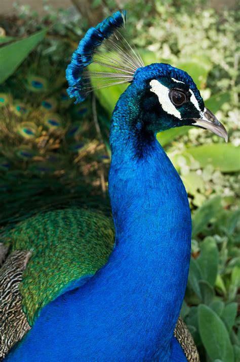 File Male Peacock Close Up