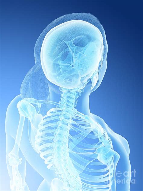 Female Back And Neck Anatomy Photograph By Sebastian Kaulitzki Science