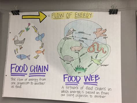 Food Chain Anchor Chart Science Anchor Charts 5th Grade
