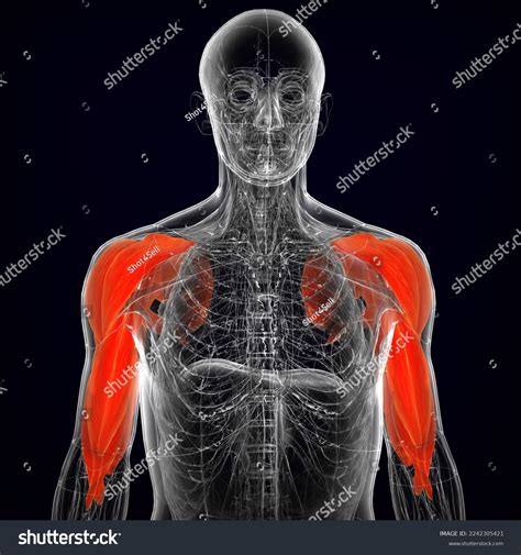Human Upper Limb Muscle Anatomy Medical Stock Illustration 2242305421