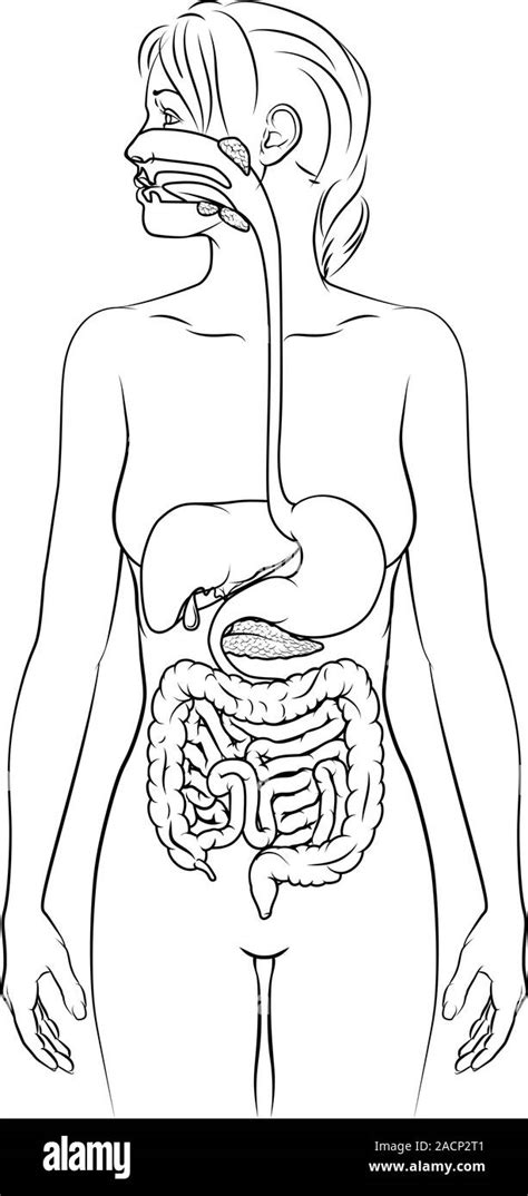 Anatomie abdominale féminine intestins Banque de photographies et dimages à haute résolution
