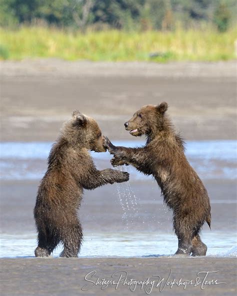 Young Bear Cubs Play With Each Other Shetzers Photography
