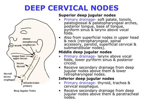 Ppt Overview Cervical Lymph Nodes Powerpoint Presentation Id3431683