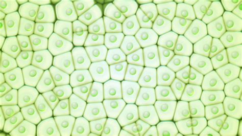 Eukaryotic Plant Cell Microscope Micropedia