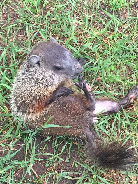 Woodchuck removal | Getting rid of woodchucks | Woodchuck control