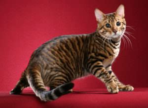 7 Most Popular Hybrid Cat Breeds IHeartCats Com