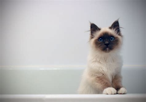 Siamese Cat Hypoallergenic Cats For Sale