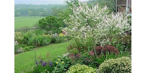 Fedex direct to your home · healthy, mature plants · free shipping over $99 dappled willow in the landscape | Small landscape trees ...