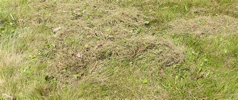 What is thatch and why should you worry about it getting rid of it? What Is Dethatching — and Does My Lawn REALLY Need It? | Stream Line Lawn & Landscape Blog