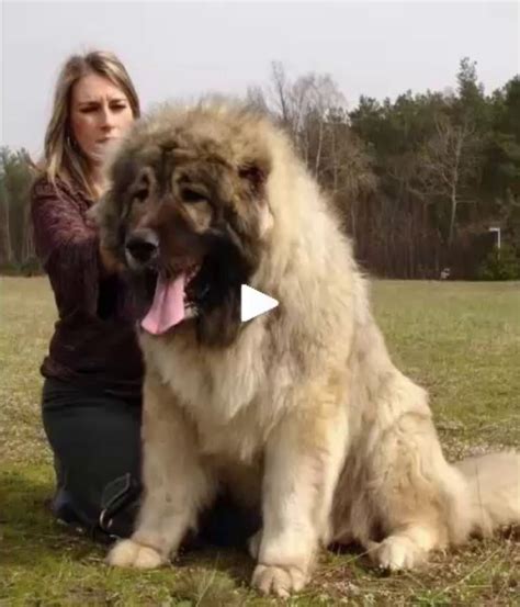 biggest dog breeds   world list pet  big dog breeds caucasian mountain dog