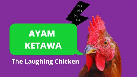 Ayam Ketawa The Laughing Chicken Clucking It Up Youtube