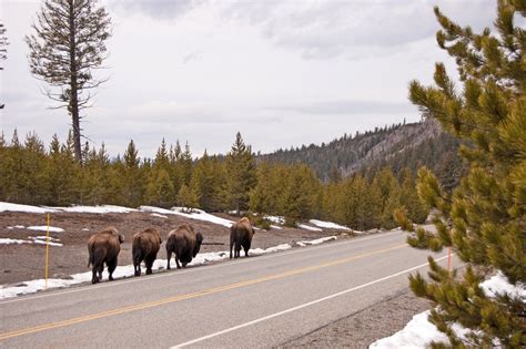 Grand Loop West Yellowstone Tour Outdoor Project