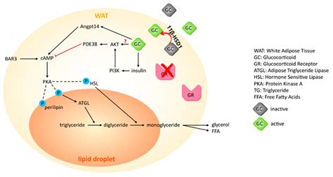 Ijms Free Full Text Genomic And Non Genomic Actions Of Glucocorticoids On Adipose Tissue