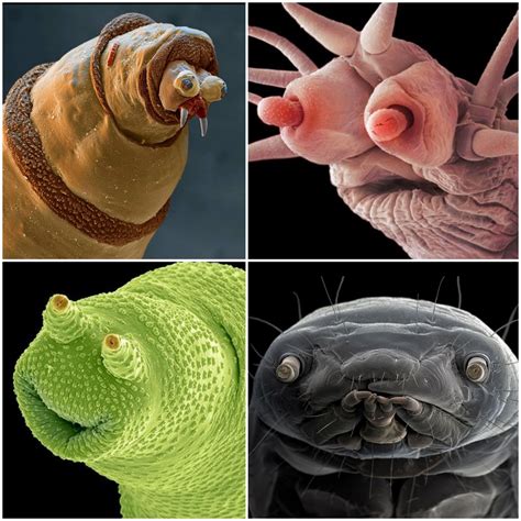 Microscopic Animals