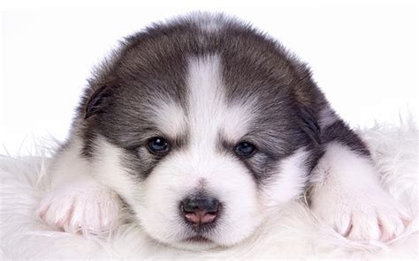 Puppy Baby Animal Dog Alaskan Malamute Wallpaper Coolwallpapersme