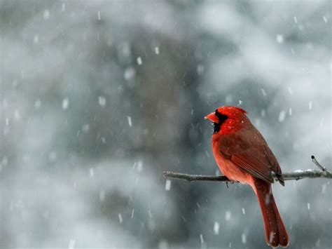 The Winter Home Red Cardinal