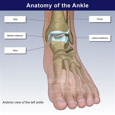Foot Ankle Anatomical