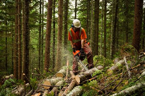 Forestry Worker Thinning A Forest To Prevent Large Forest Fires
