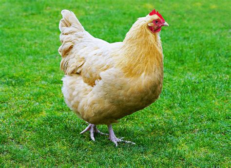 Buff Orpington All You Need To Know Temperament And Egg Laying