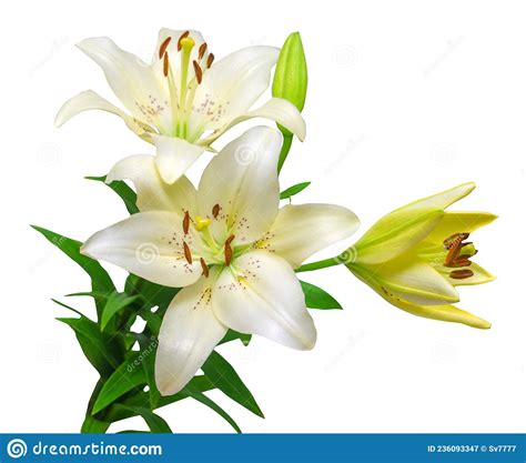 Bouquet Of Beautiful White Lily Flowers Stock Image Image Of Love