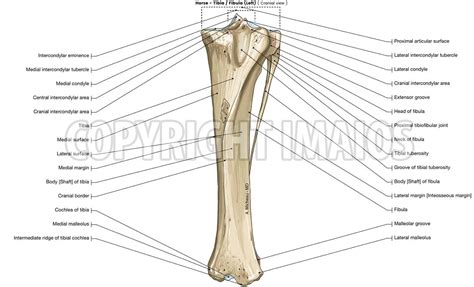 Tibia E Fibula Equino
