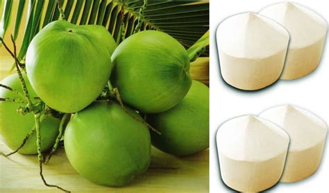 Fresh Thailand Young Coconuts Suppliersexporters On