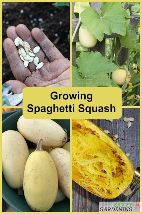 Growing Spaghetti Squash From Seed To Harvest Growing Spaghetti