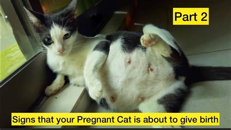 Signs That Your Pregnant Cat Is About To Give Birth~cat Giving Birth