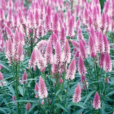 Maybe you would like to learn more about one of these? Celosia spicata 'Flamingo Feather' | Flamingo Feather ...