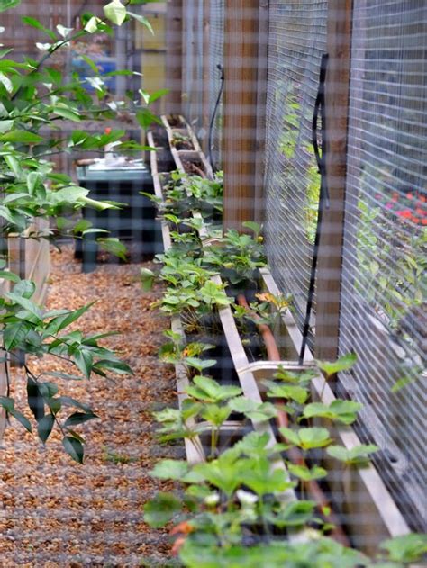 How to keep squirrels away when gardening. Keep Squirrels Out of Your Garden (With images ...