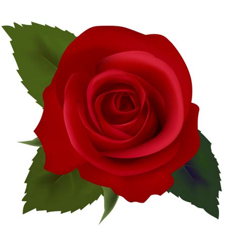 Red Rose Clip Art Clipart Best