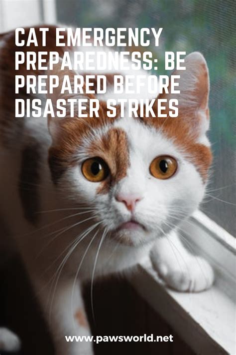 Cat Emergency Preparedness Be Prepared Before Disaster Strikes In 2021