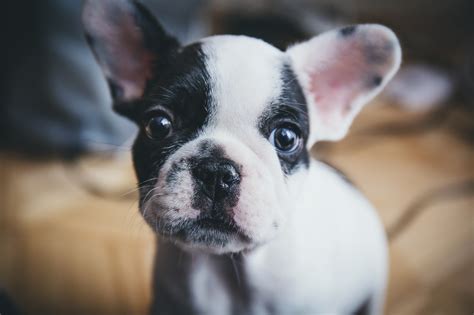 French Bulldog Puppy Portrait Free Stock Photo - Public Domain Pictures