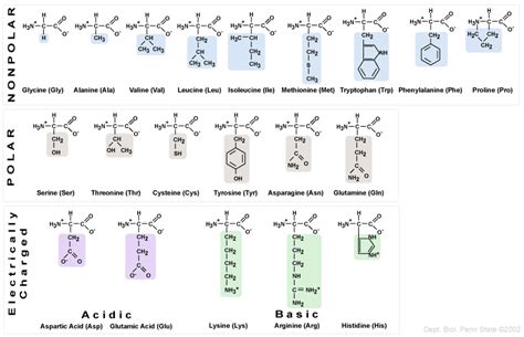 Amino Acids Characteristics And Classification Of Amino Acids Online