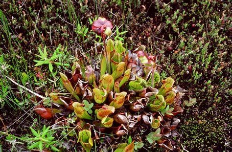 Northern Pitcher Plant Stock Image B6100202 Science Photo Library