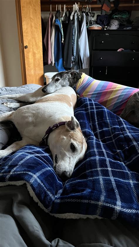 My sister’s butt is my headrest : r/Greyhounds
